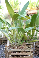 Killikus&reg; Fotographie